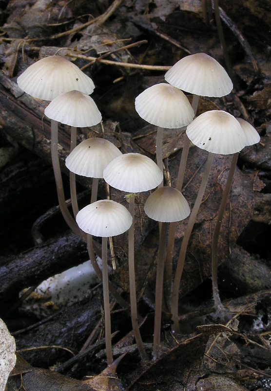 Mycena galopus